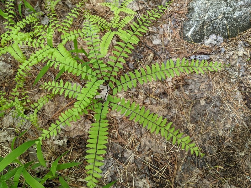 Green Mountain Maidenhair photo 4