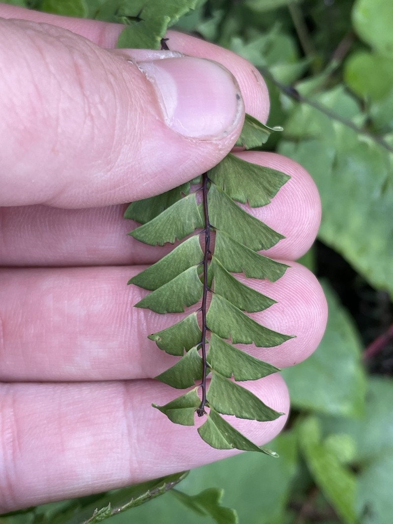 Green Mountain Maidenhair photo 5