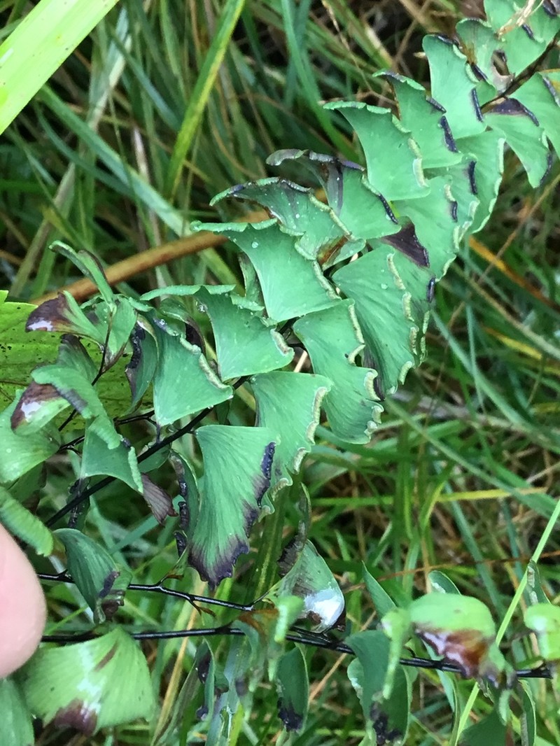 Green Mountain Maidenhair photo 6