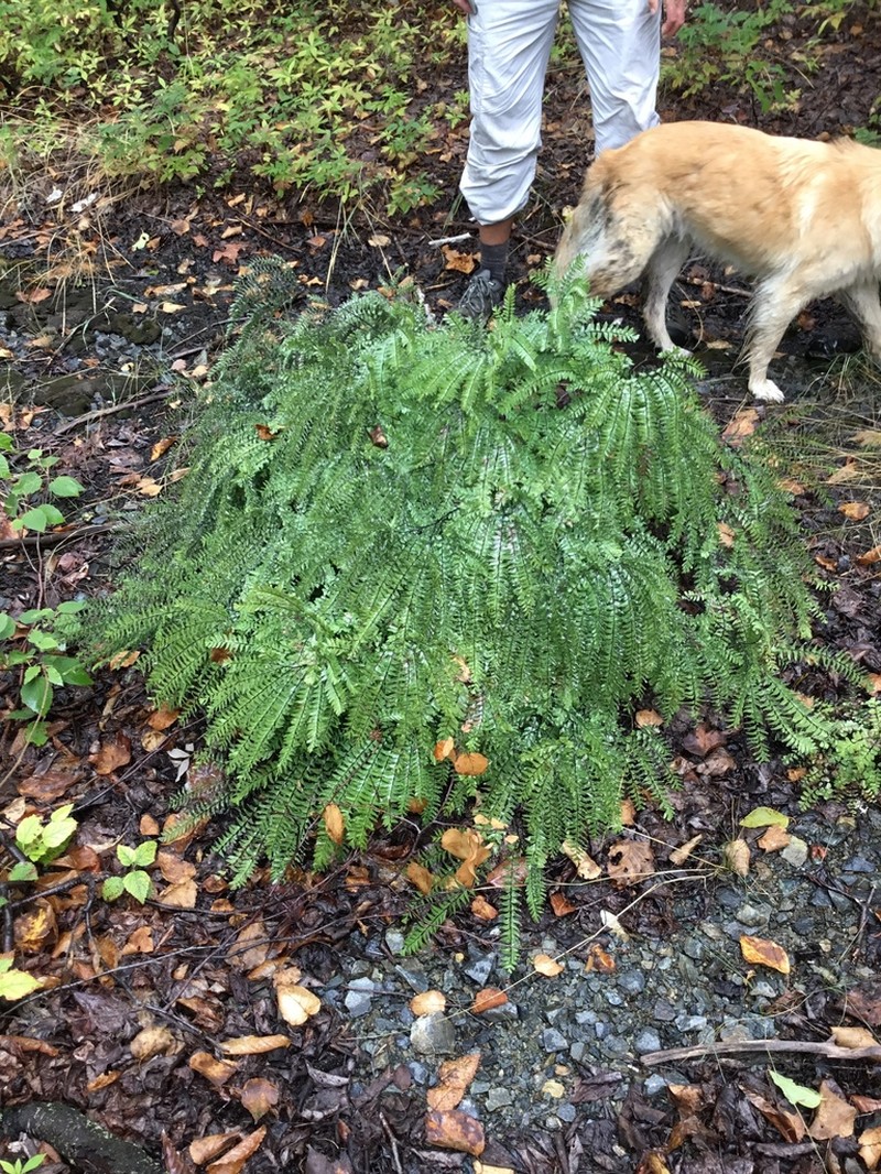 Green Mountain Maidenhair photo 7