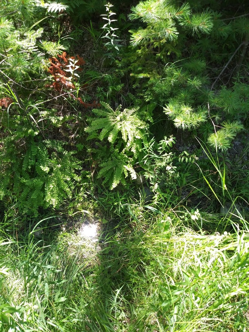 Green Mountain Maidenhair photo 8
