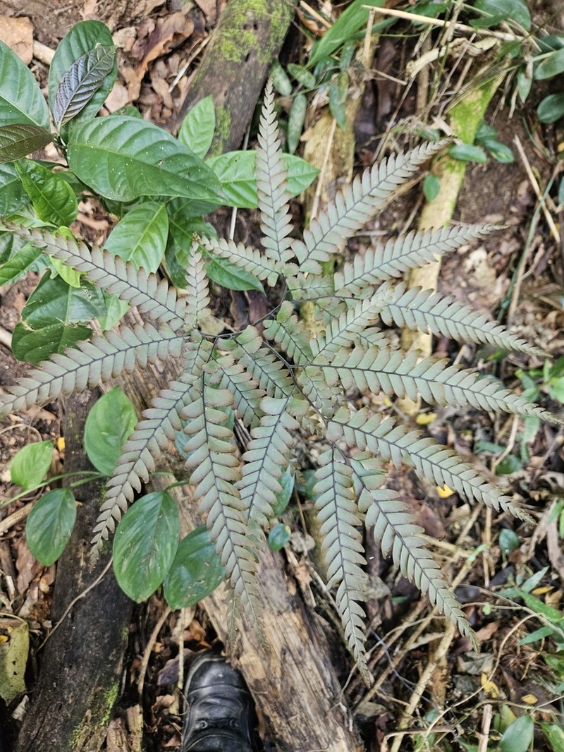 Adiantum abscissum photo 2