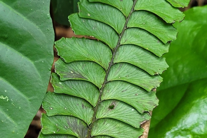 Adiantum abscissum photo 3