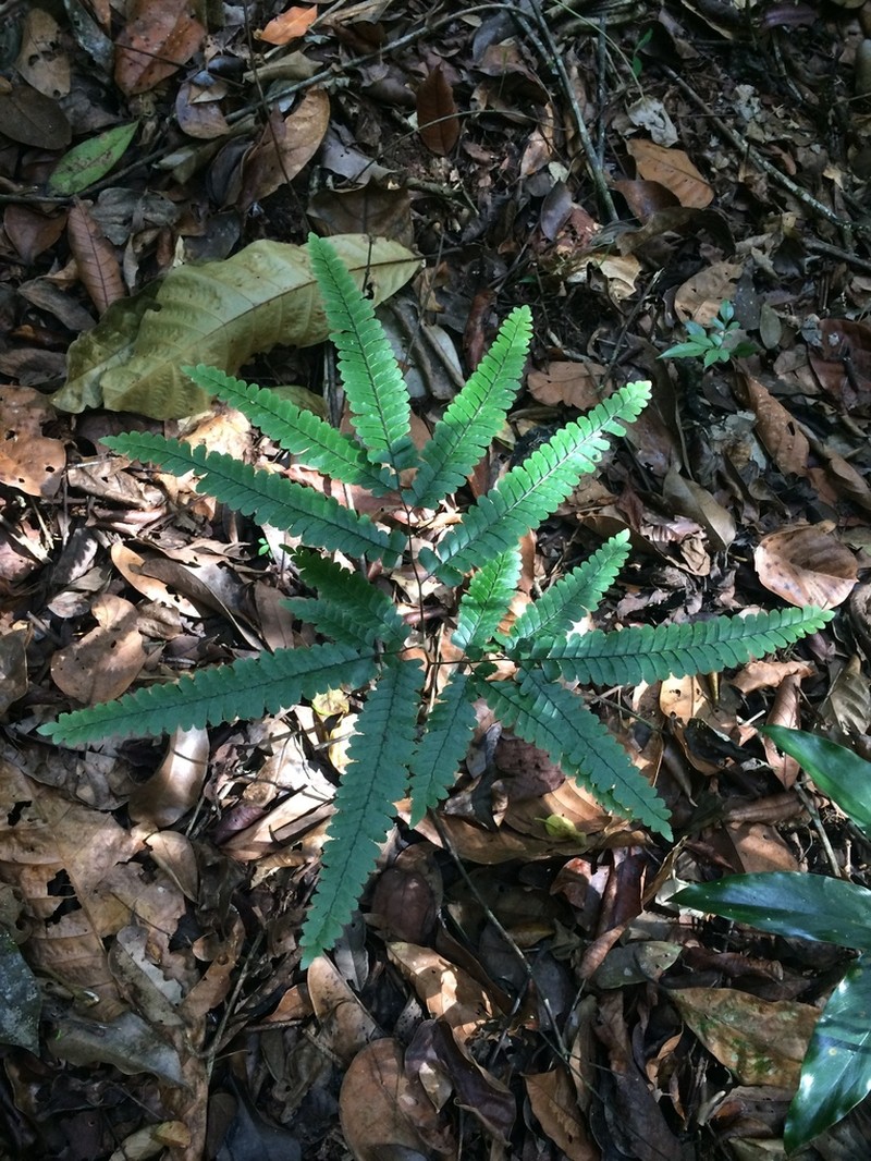 Adiantum abscissum photo 4