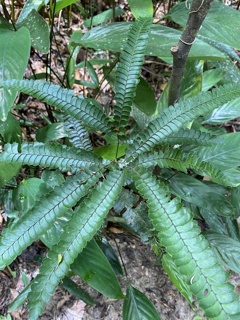 Adiantum abscissum photo 5