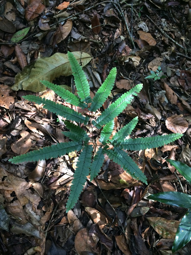 Adiantum abscissum photo 6