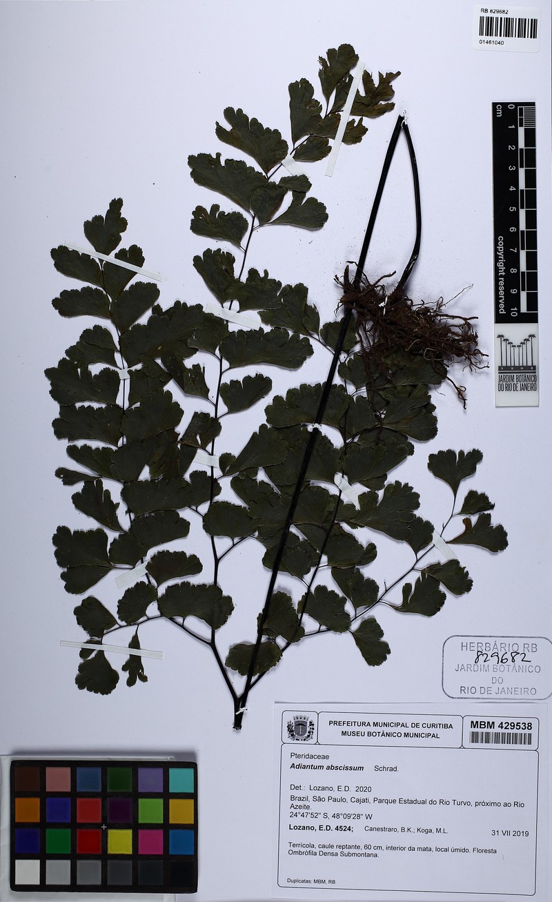 Adiantum abscissum photo 7