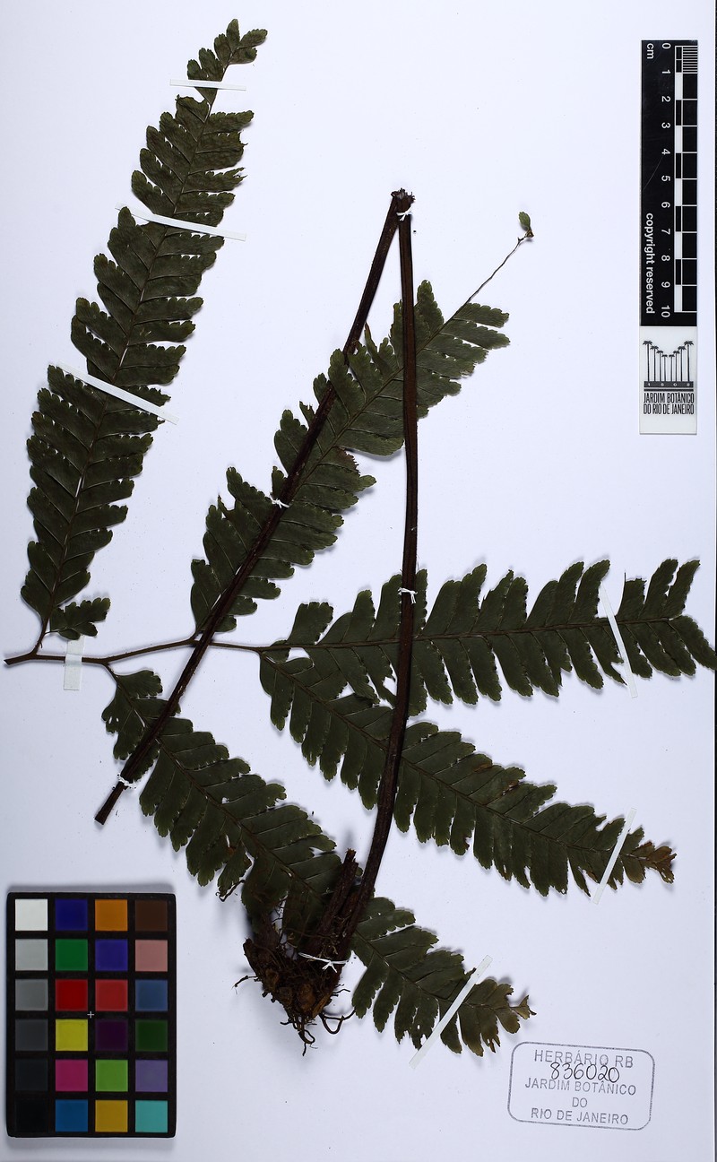 Adiantum abscissum photo 8