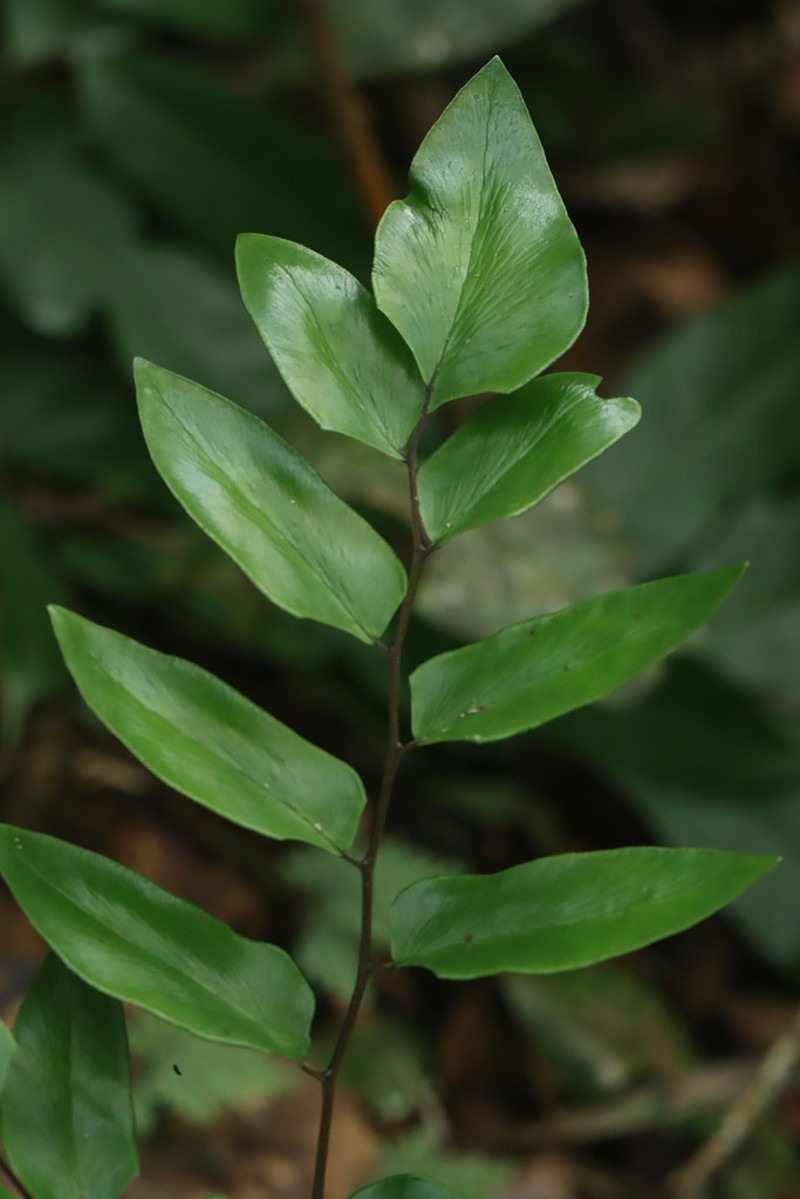 Adiantum adiantoides