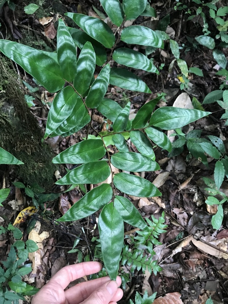 Adiantum adiantoides photo 2