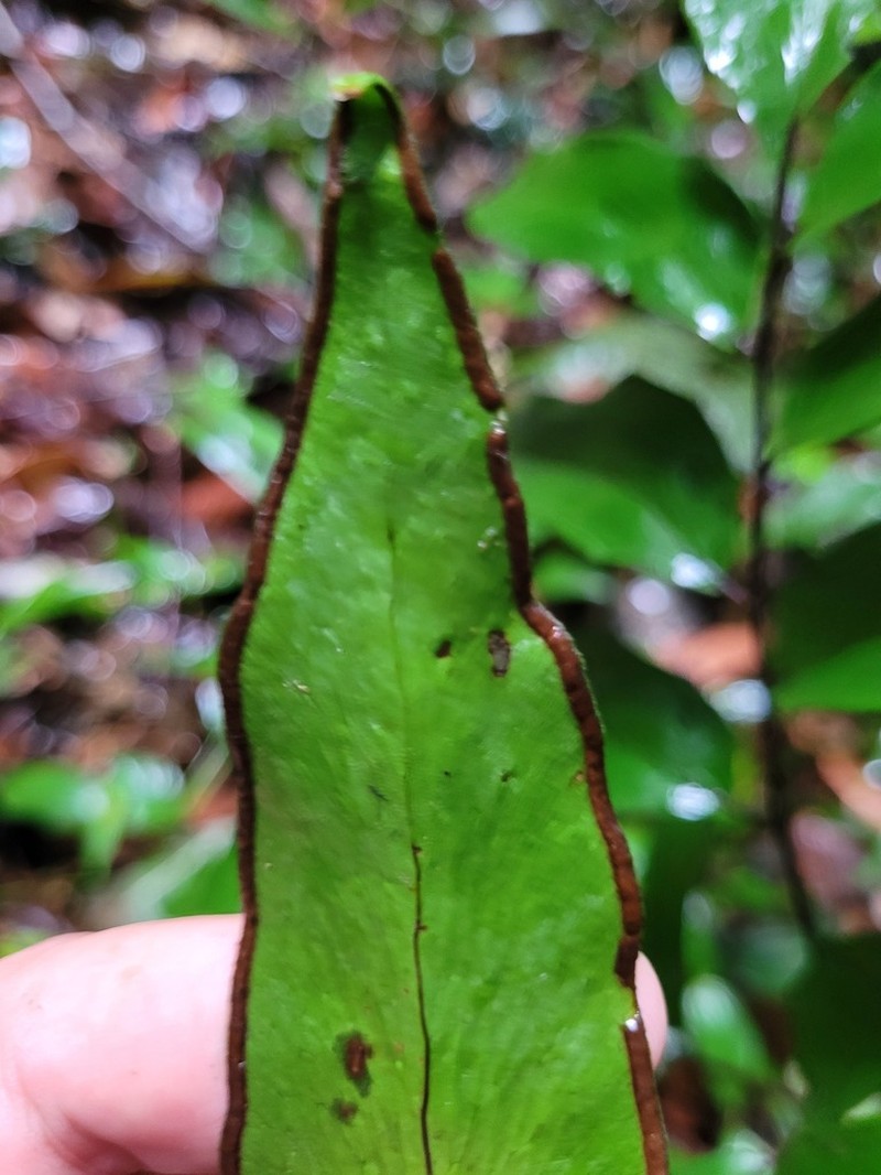 Adiantum adiantoides photo 3
