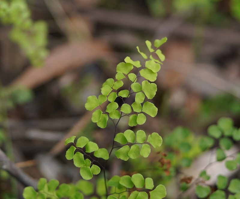 Adiantum aethiopicum photo 2