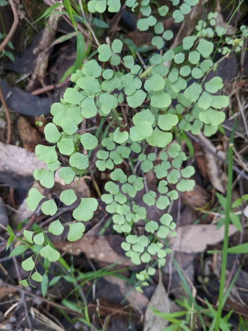 Adiantum aethiopicum photo 3