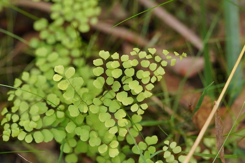 Adiantum aethiopicum photo 4
