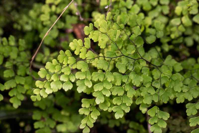 Adiantum aethiopicum photo 5