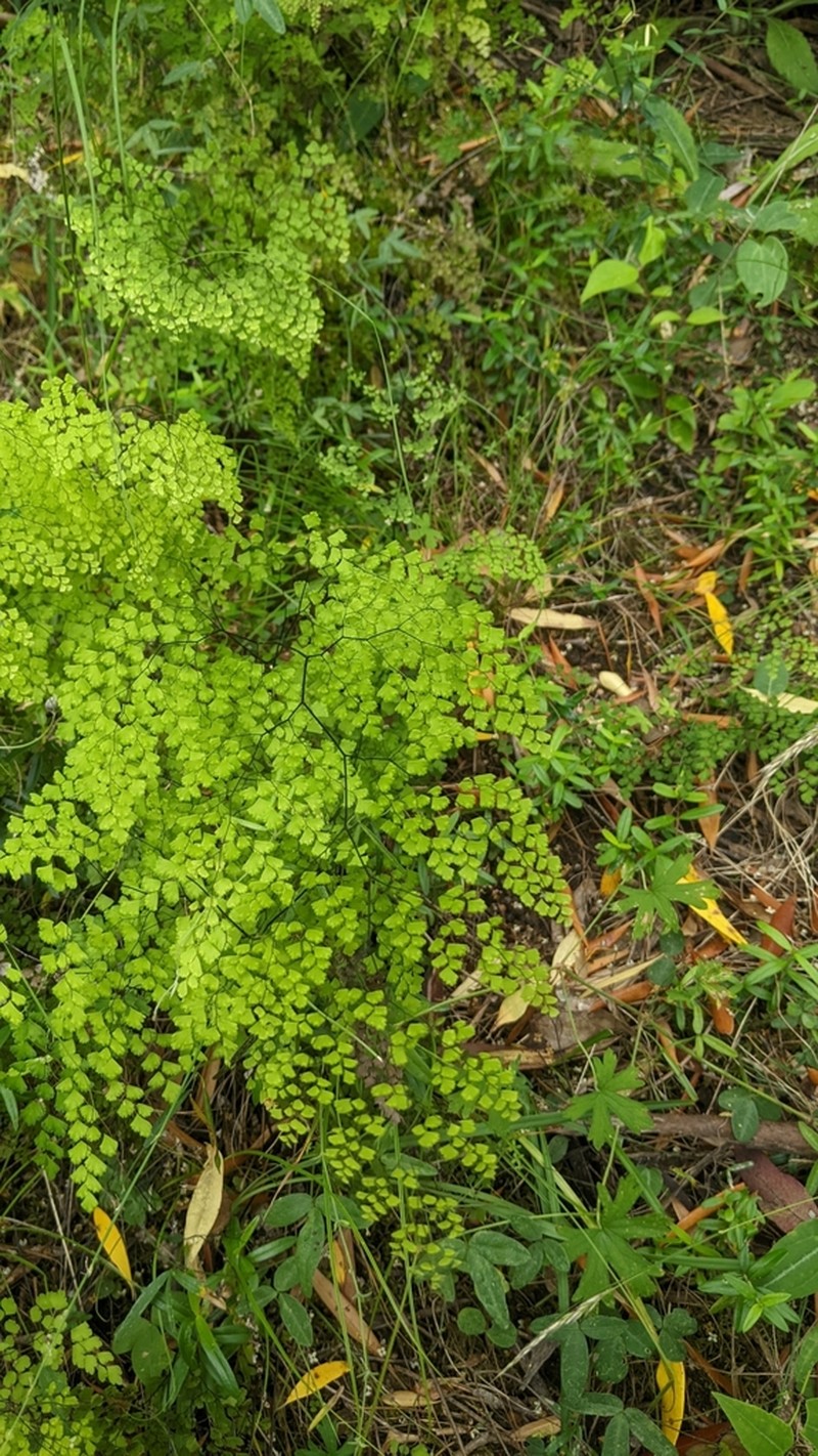 Adiantum aethiopicum photo 6