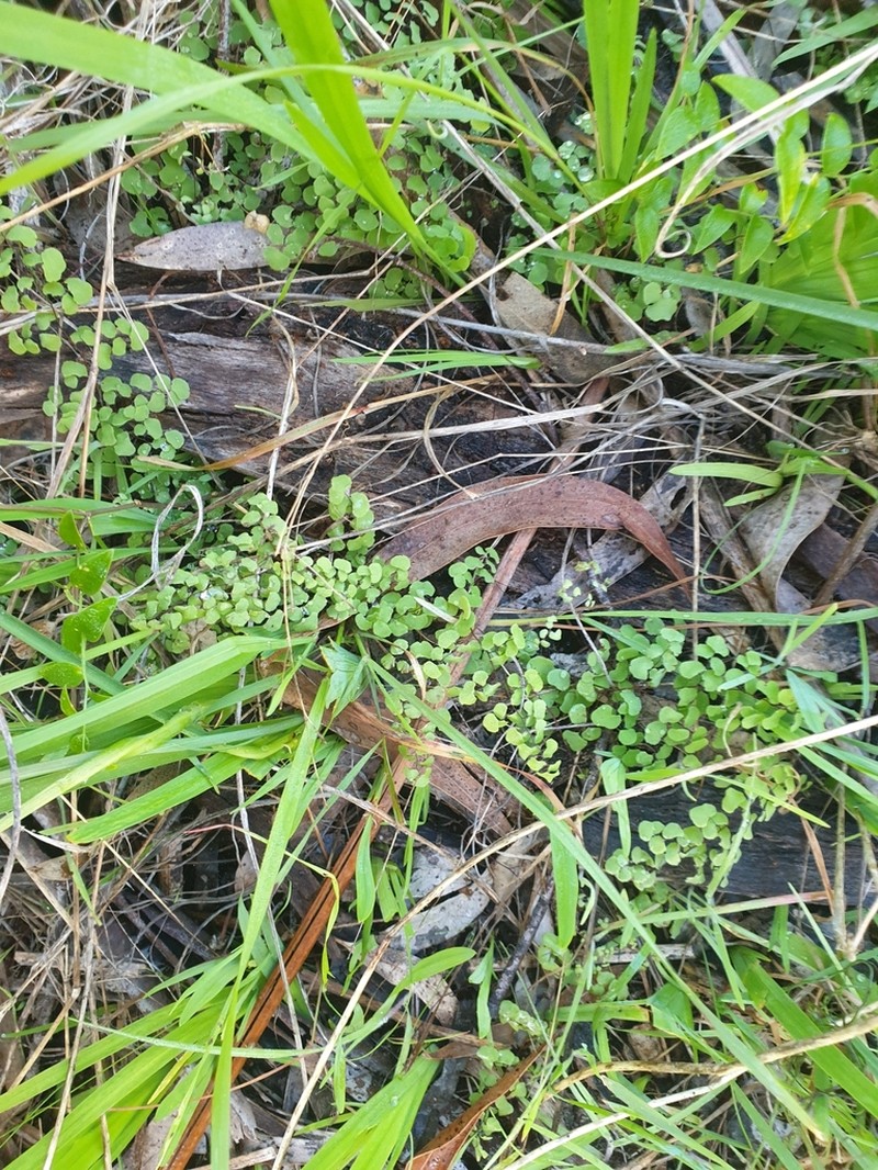 Adiantum aethiopicum photo 7
