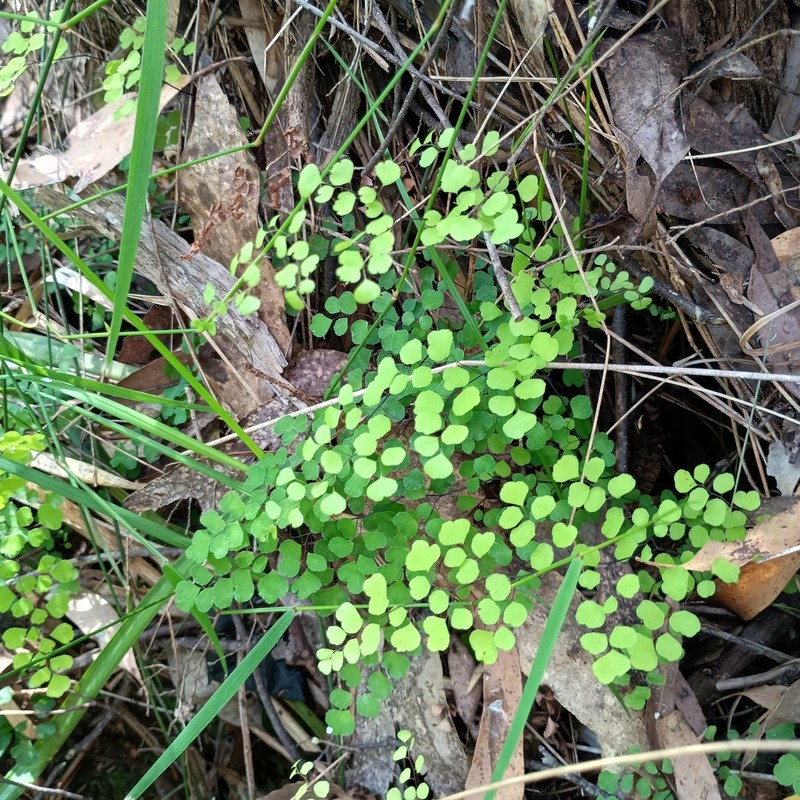 Adiantum aethiopicum photo 8