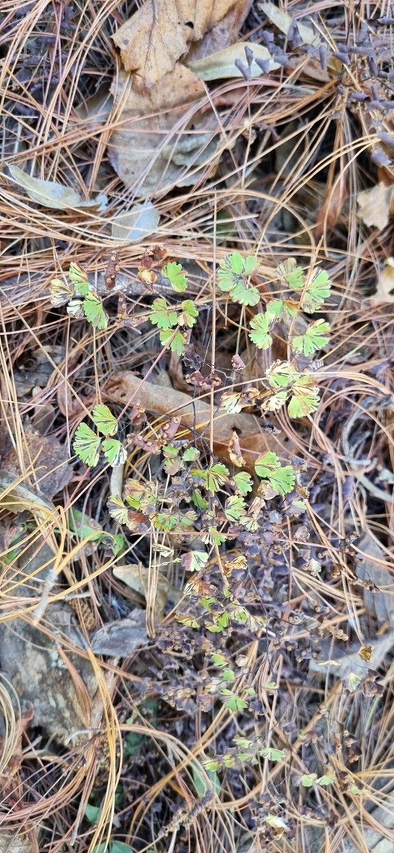 Adiantum alan-smithii