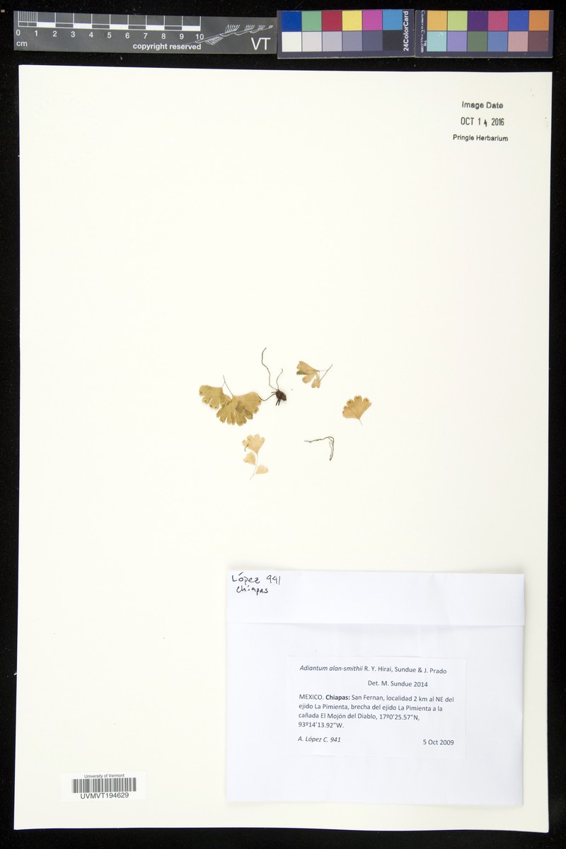 Adiantum alan-smithii photo 2