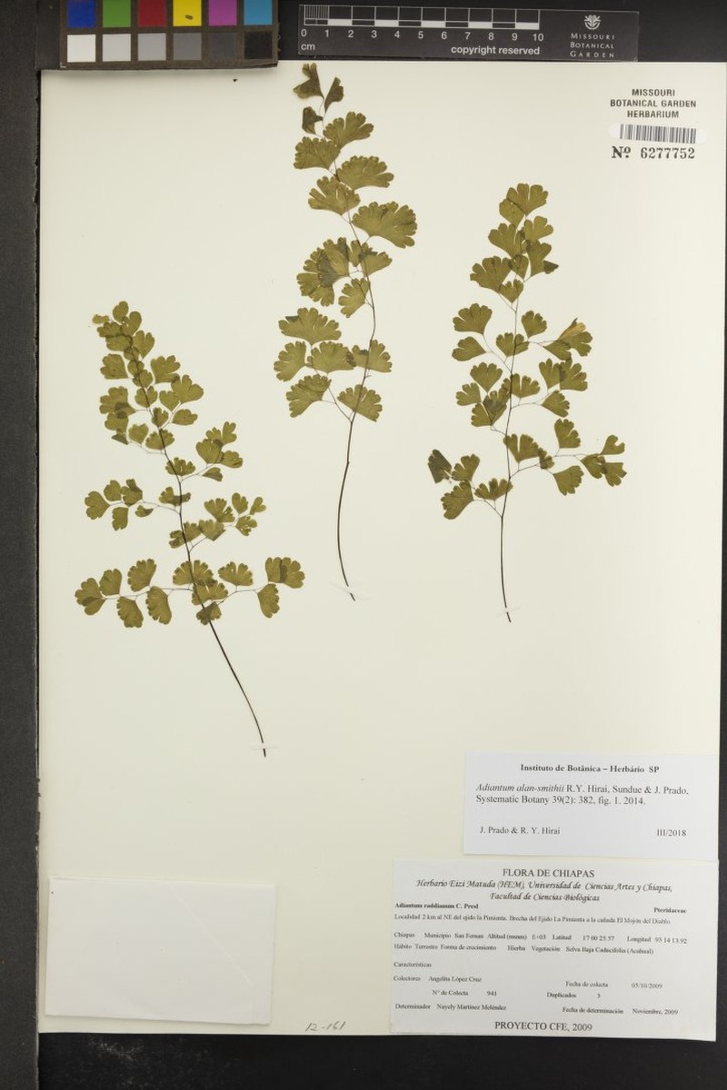 Adiantum alan-smithii photo 3