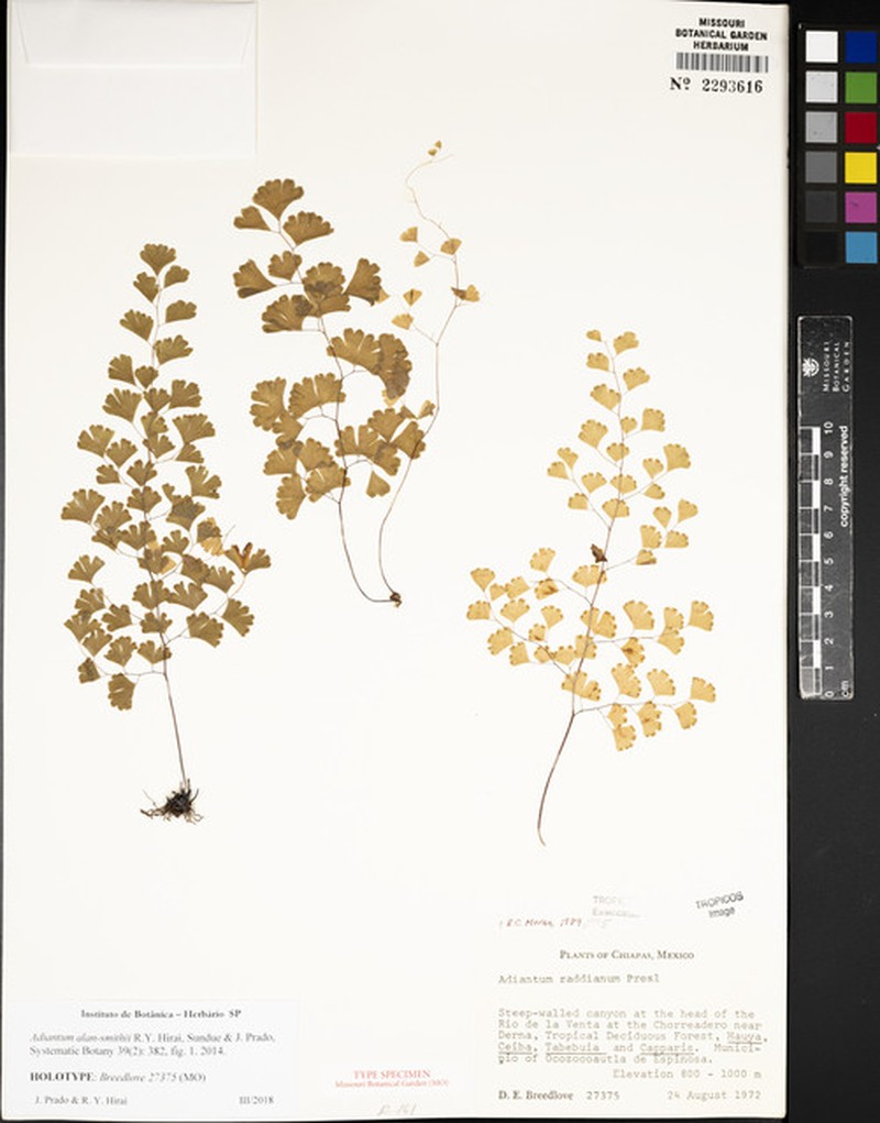 Adiantum alan-smithii photo 4