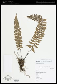 Adiantum alarconianum