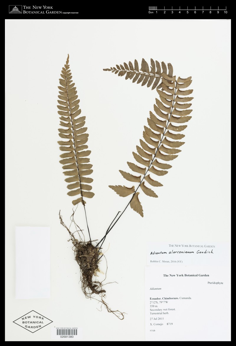Adiantum alarconianum