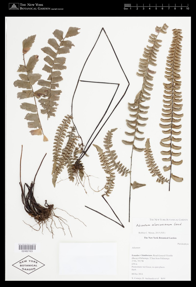 Adiantum alarconianum photo 2