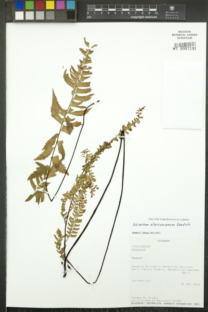 Adiantum alarconianum photo 3