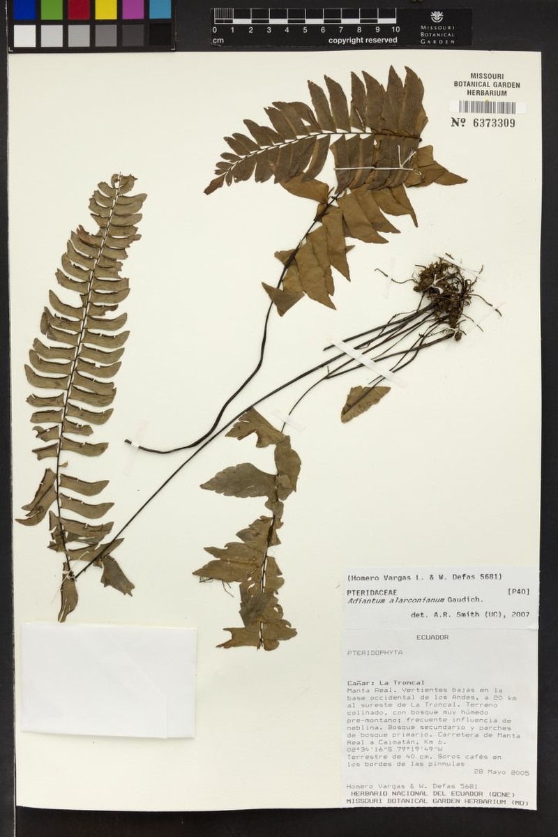 Adiantum alarconianum photo 4