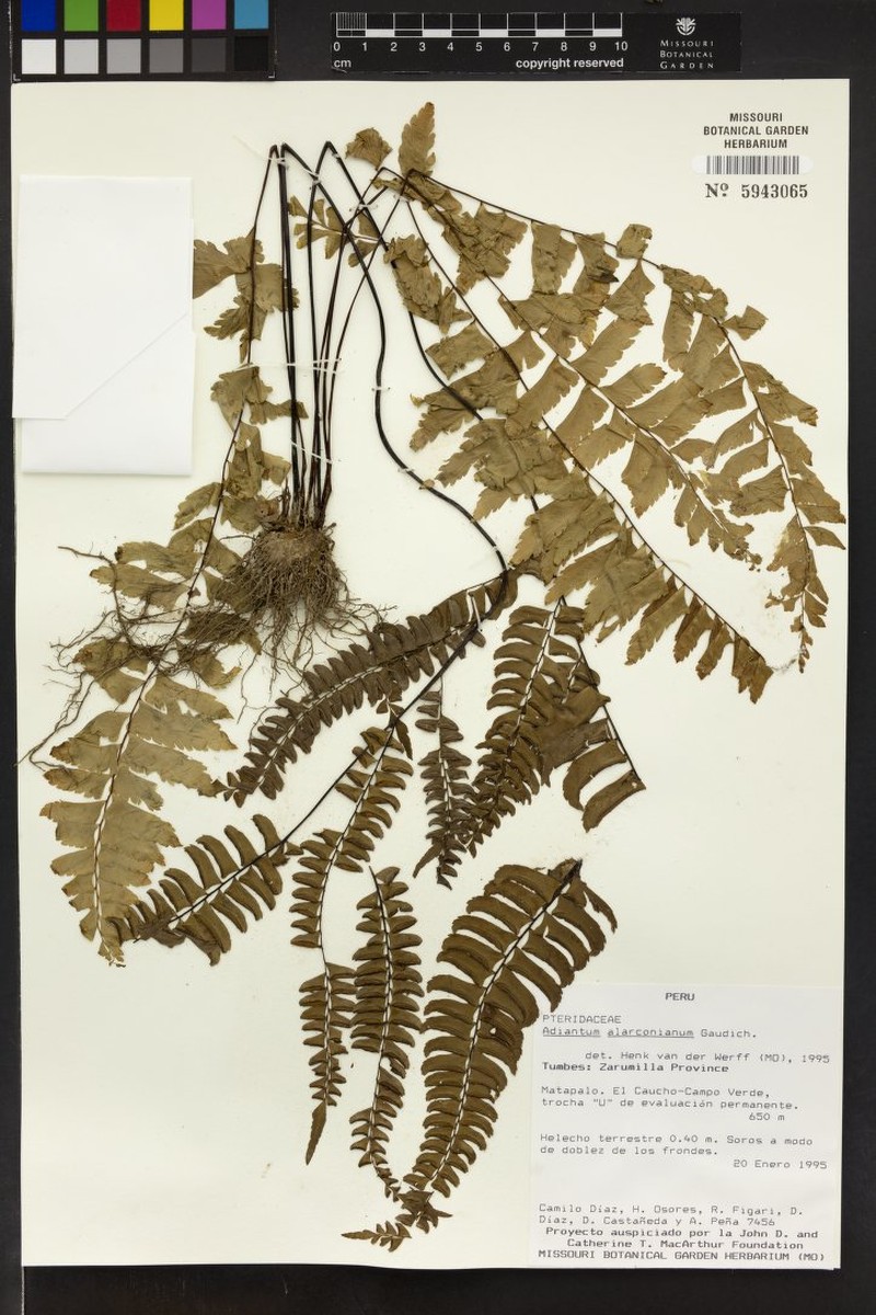 Adiantum alarconianum photo 5