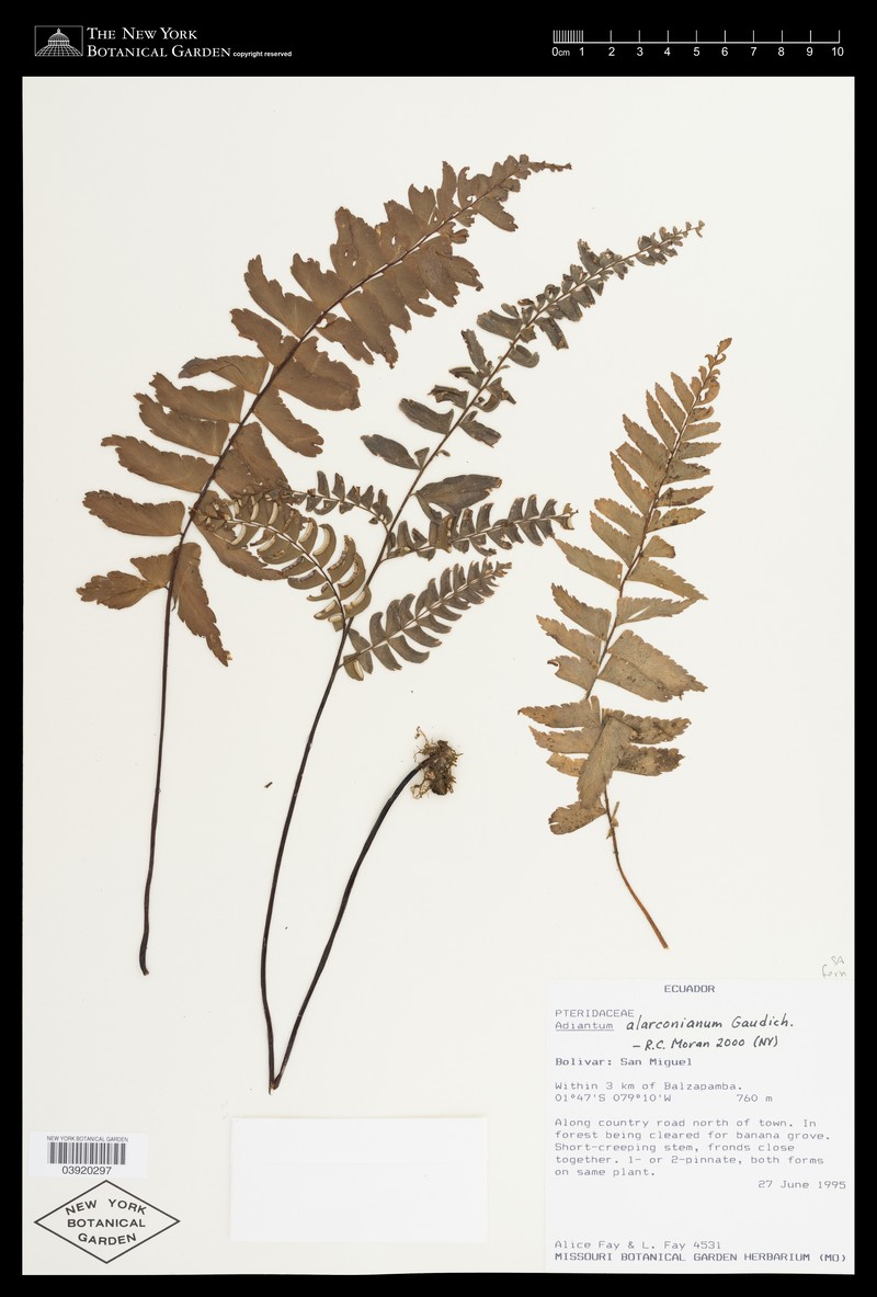 Adiantum alarconianum photo 6