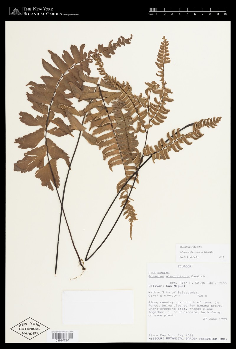 Adiantum alarconianum photo 7