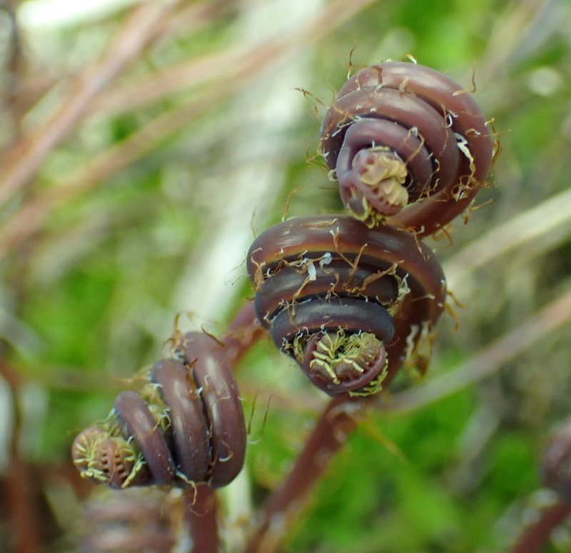 Aleutian Maidenhair photo 2