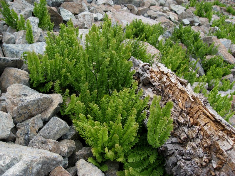 Aleutian Maidenhair photo 3
