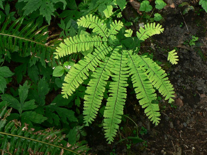 Aleutian Maidenhair