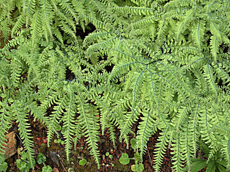 Aleutian Maidenhair photo 4