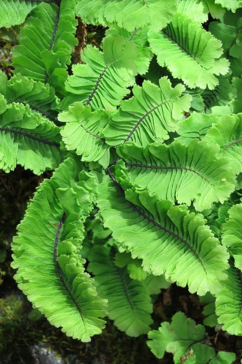 Aleutian Maidenhair photo 5