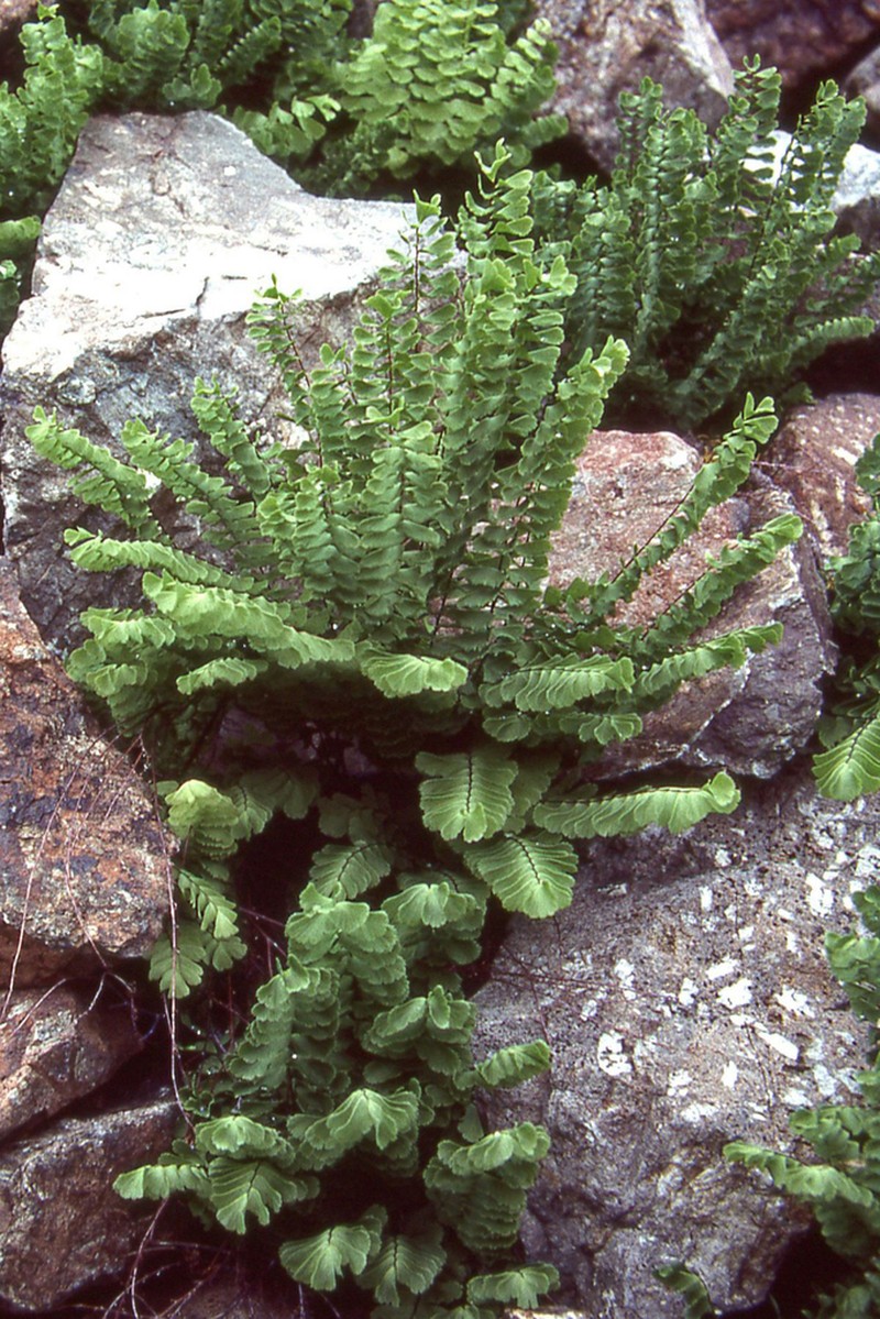 Aleutian Maidenhair photo 6