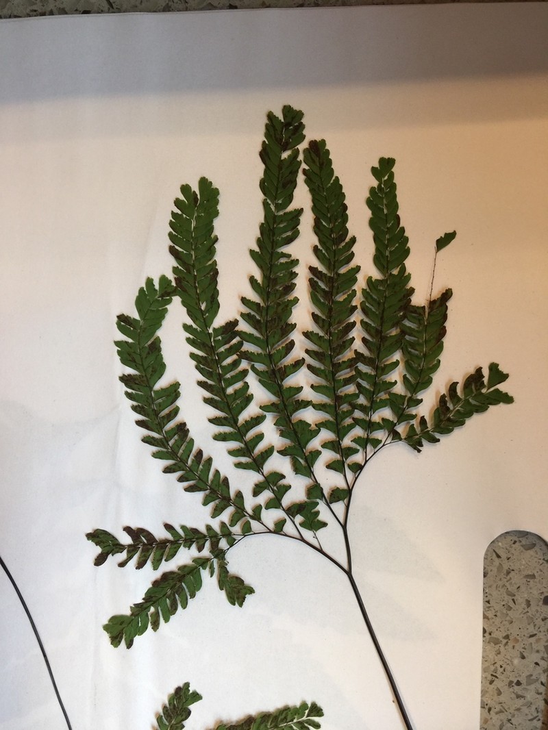 Aleutian Maidenhair photo 7