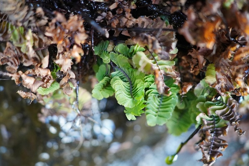 Aleutian Maidenhair photo 8