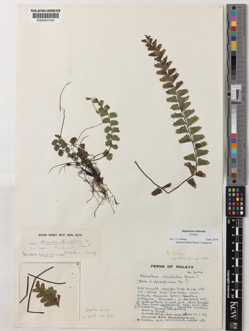 Adiantum alleniae