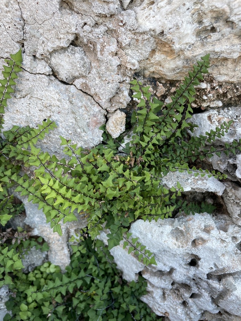 Adiantum alomae