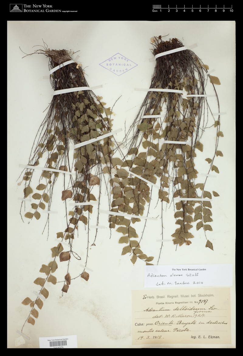 Adiantum alomae