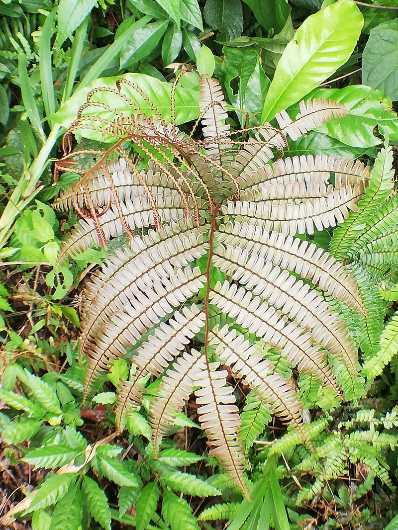 Adiantum amblyopteridium photo 2