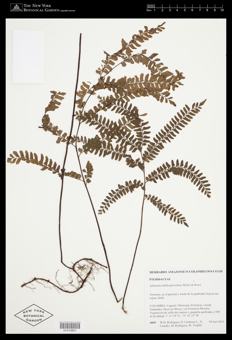Adiantum amblyopteridium photo 3