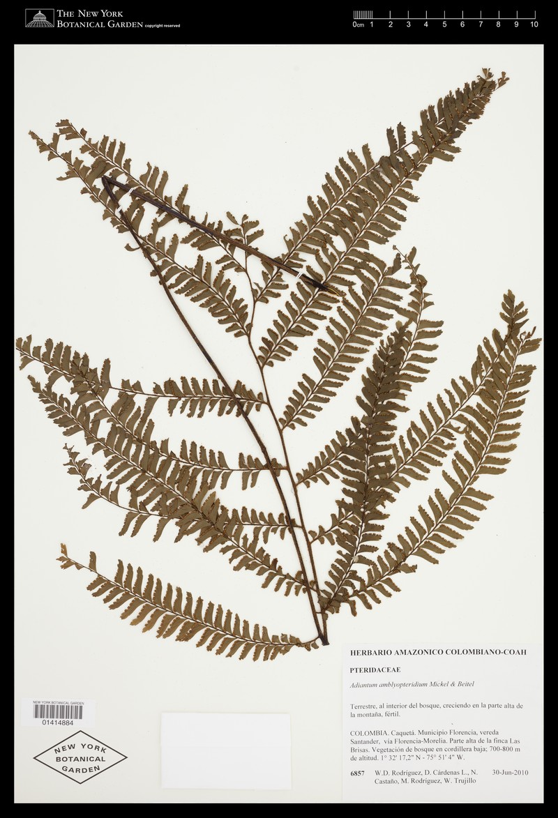 Adiantum amblyopteridium photo 4