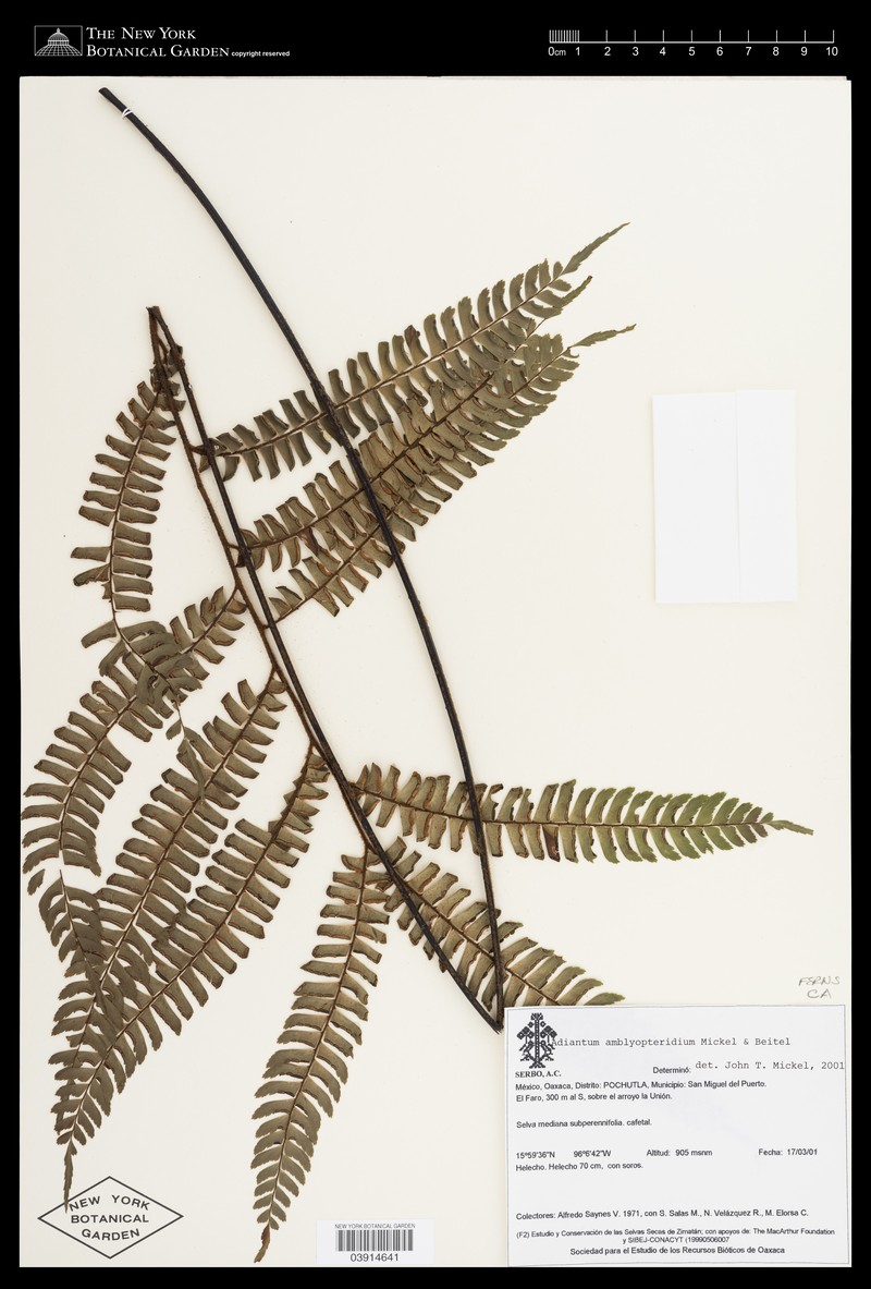 Adiantum amblyopteridium photo 5
