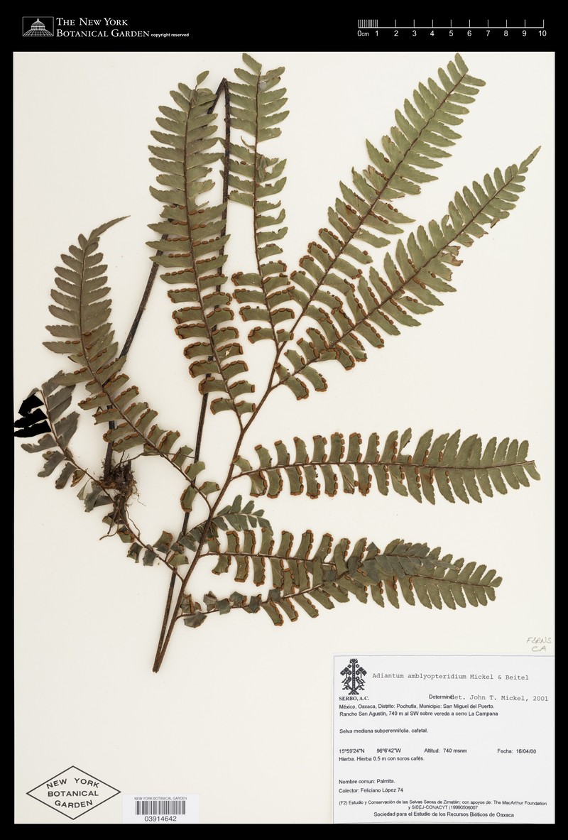 Adiantum amblyopteridium photo 6